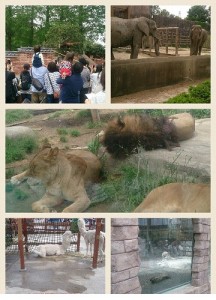 Collage 2016-05-11 11_48_11